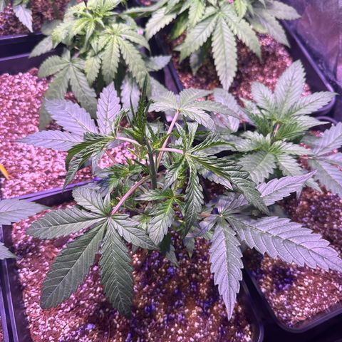 AK XXL Auto growlog timeline photo