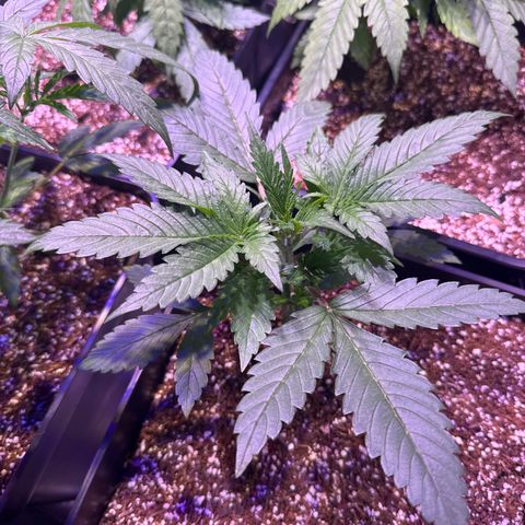 AK XXL Auto growlog timeline photo