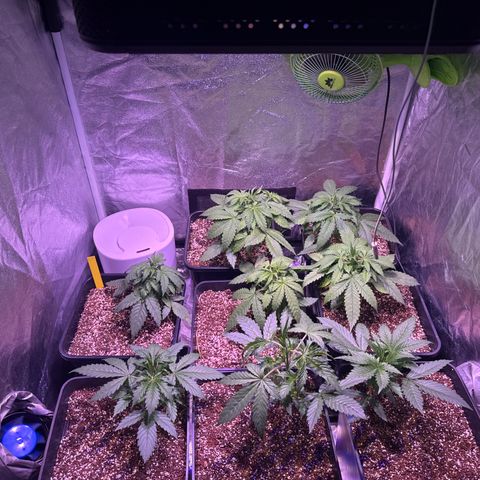 Lemon Haze XXL Auto growlog timeline photo