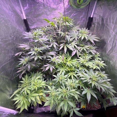 Lemon Haze XXL Auto growlog timeline photo