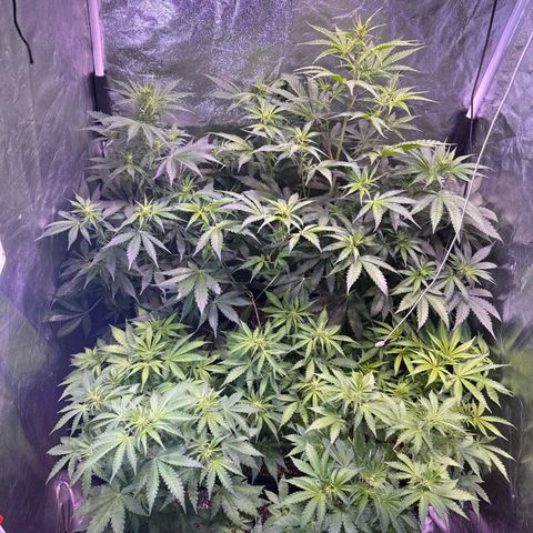 Lemon Haze XXL Auto growlog timeline photo