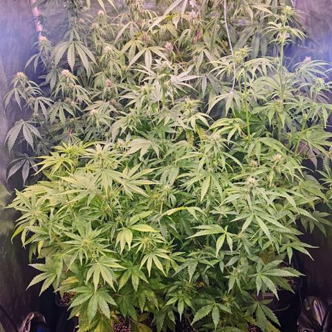 Lemon Haze XXL Auto growlog timeline photo