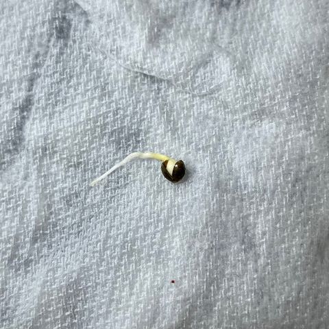 Twyla Sands growlog photo: 08:30 AM Checked on the paper towel sleeping beauty to see if Twyla (Jack Herer) was ready to move into her 3 gallon 3 layer soil mix!