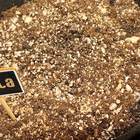 Twyla Sands growlog photo: 08:30 AM Checked on the paper towel sleeping beauty to see if Twyla (Jack Herer) was ready to move into her 3 gallon 3 layer soil mix!
