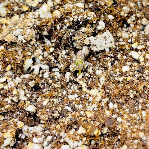 Twyla Sands growlog photo: 11:00 AM Twyla has risen!