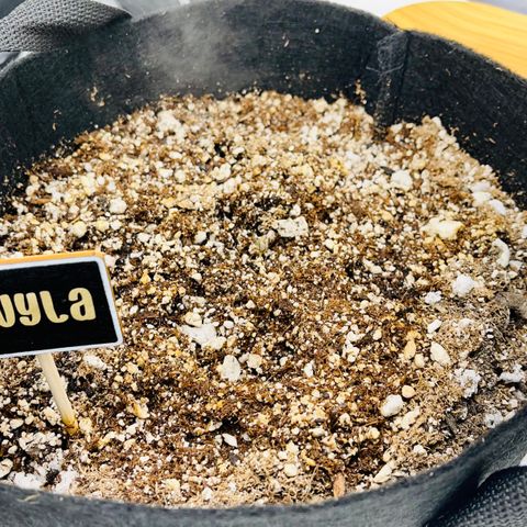 Twyla Sands growlog photo: 11:00 AM Twyla has risen!