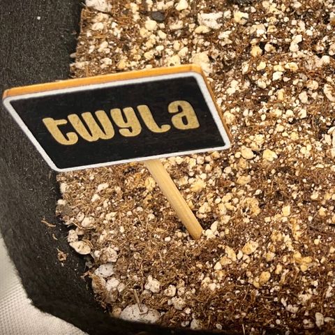 Twyla Sands growlog photo: 11:00 AM Twyla has risen!