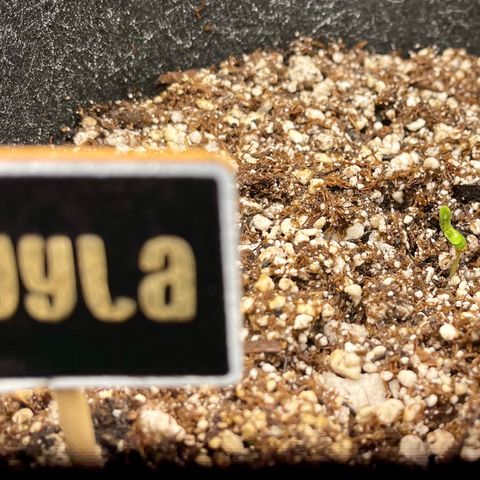 Twyla Sands growlog timeline photo