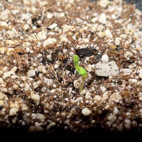 Twyla Sands growlog photo: Twyla really mad a big jump today with lowering the lights to 4” above. Also mist spray, no overwatering. 85F and 70% humidity.