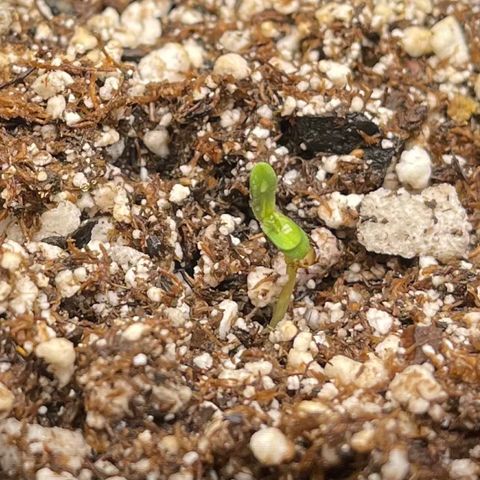 Twyla Sands growlog photo: Twyla really mad a big jump today with lowering the lights to 4” above. Also mist spray, no overwatering. 85F and 70% humidity.