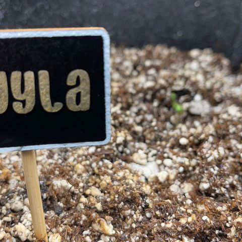 Twyla Sands growlog photo: Twyla really mad a big jump today with lowering the lights to 4” above. Also mist spray, no overwatering. 85F and 70% humidity.