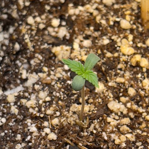 Twyla Sands growlog photo: Twyla was a little droopy on the bottom leaves. She is growing fast and strong!