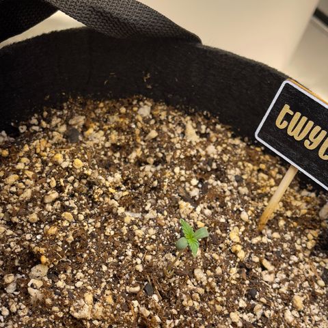 Twyla Sands growlog photo: Twyla was a little droopy on the bottom leaves. She is growing fast and strong!