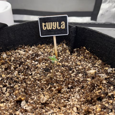 Twyla Sands growlog photo: Twyla was a little droopy on the bottom leaves. She is growing fast and strong!