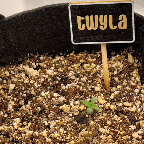 Twyla Sands growlog photo: Twyla was a little droopy on the bottom leaves. She is growing fast and strong!