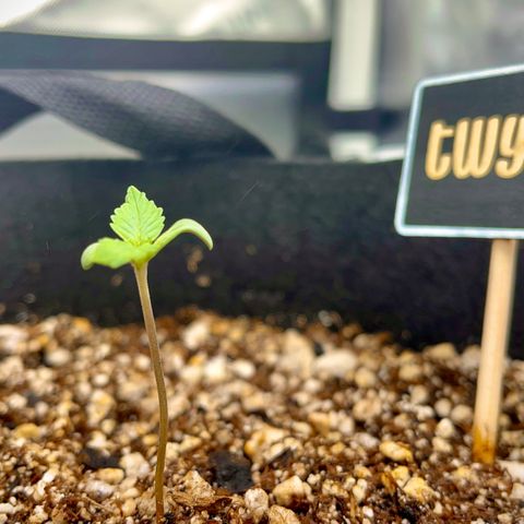 Twyla Sands growlog photo: Twyla is shooting up to the light early in week 2!