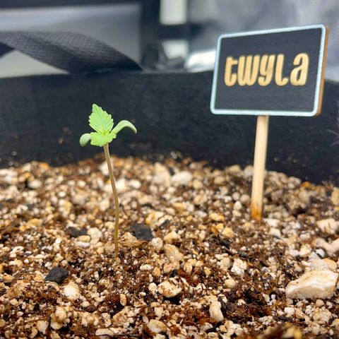 Twyla Sands growlog photo: Twyla is shooting up to the light early in week 2!