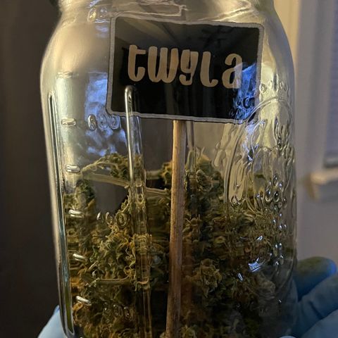 Twyla Sands growlog photo: Curing