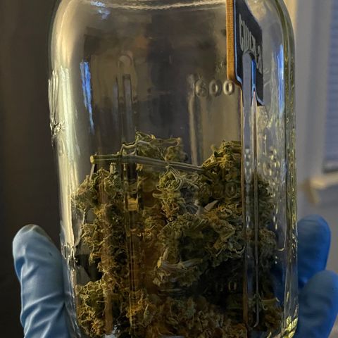 Twyla Sands growlog photo: Curing