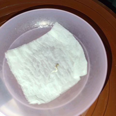 Ak-47 Auto growlog photo: 3 dia de germinação 