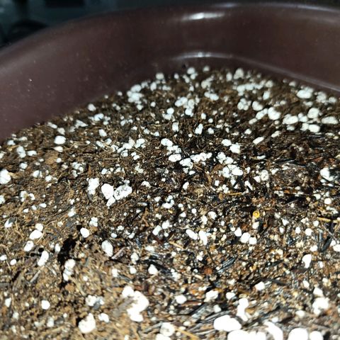 Ak-47 Auto growlog photo: primeiro dia no vaso !