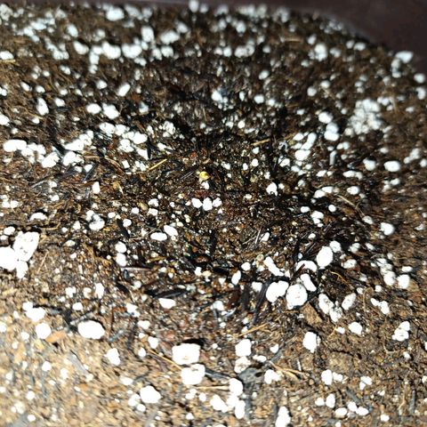 Ak-47 Auto growlog photo: primeiro dia no vaso !
