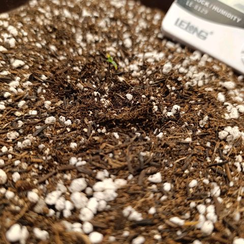 Ak-47 Auto growlog photo: Ela Germinou com essas postas amarela !