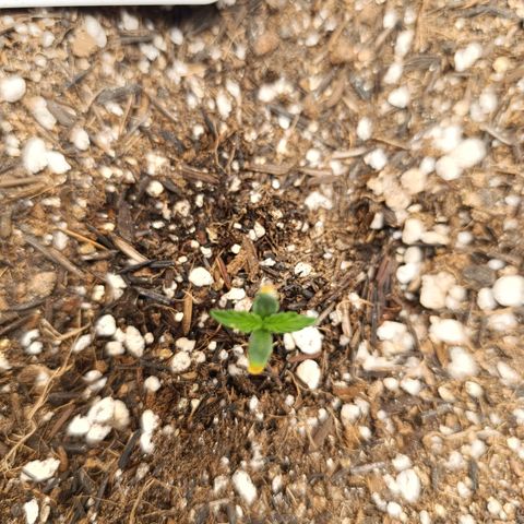Ak-47 Auto growlog photo: 4 dia, 3cm 