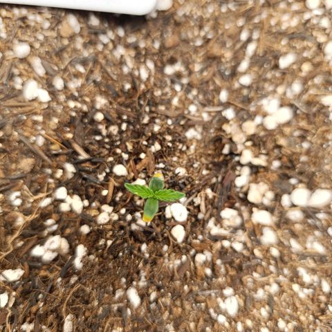 Ak-47 Auto growlog photo: 4 dia, 3cm 
