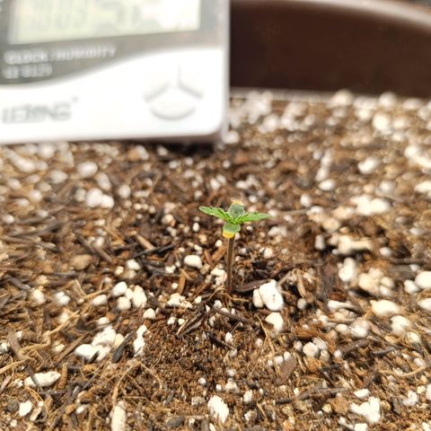 Ak-47 Auto growlog photo: 4 dia, 3cm 