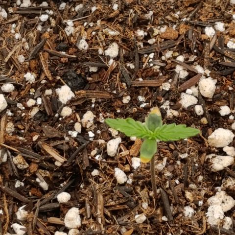 Ak-47 Auto growlog photo: 4 dia de vaso 