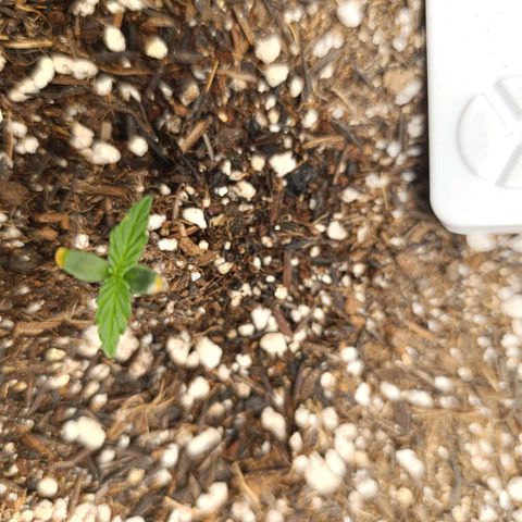 Ak-47 Auto growlog photo: 4 dia de vaso 