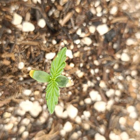 Ak-47 Auto growlog photo: 4 dia de vaso 