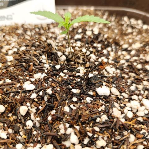 Ak-47 Auto growlog timeline photo