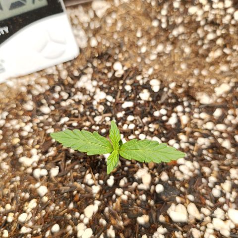 Ak-47 Auto growlog timeline photo