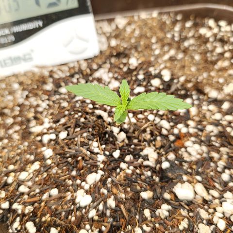 Ak-47 Auto growlog timeline photo
