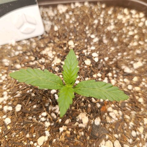 Ak-47 Auto growlog photo: As duas primeiras regas com Dimy Raiz 8-8-8 Esta acelerando o crescimento é visível a mudança diária 