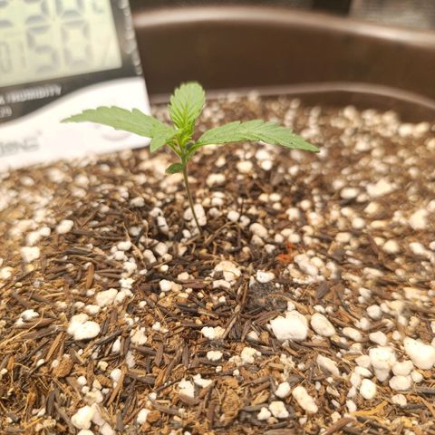 Ak-47 Auto growlog photo: As duas primeiras regas com Dimy Raiz 8-8-8 Esta acelerando o crescimento é visível a mudança diária 