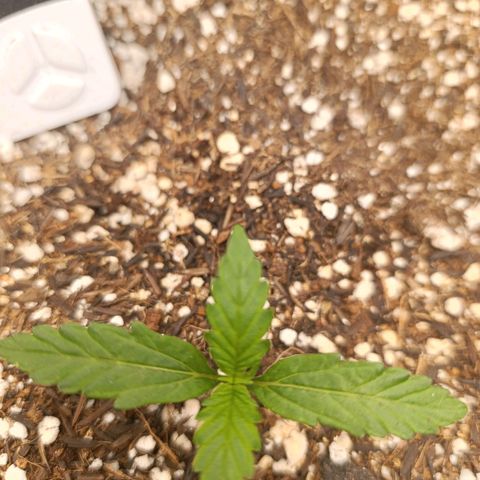 Ak-47 Auto growlog photo: As duas primeiras regas com Dimy Raiz 8-8-8 Esta acelerando o crescimento é visível a mudança diária 