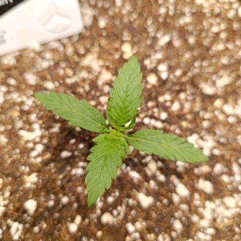Ak-47 Auto growlog timeline photo