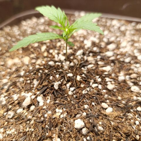 Ak-47 Auto growlog timeline photo