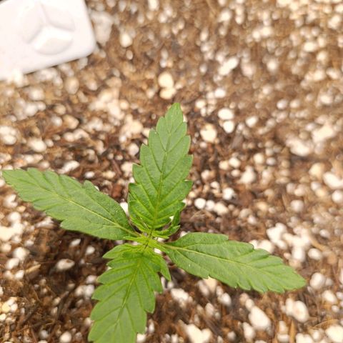 Ak-47 Auto growlog timeline photo
