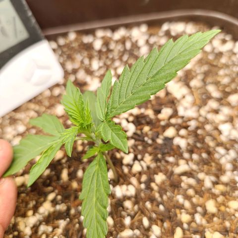 Ak-47 Auto growlog photo: Um calor bruto,ela segui forte e evoluindo !!!