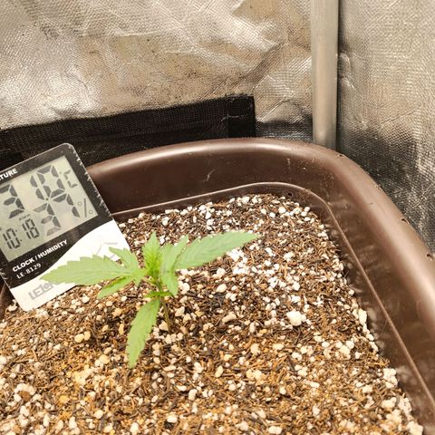 Ak-47 Auto growlog photo: Um calor bruto,ela segui forte e evoluindo !!!
