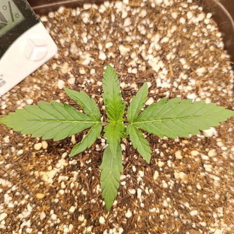 Ak-47 Auto growlog photo: Um calor bruto,ela segui forte e evoluindo !!!
