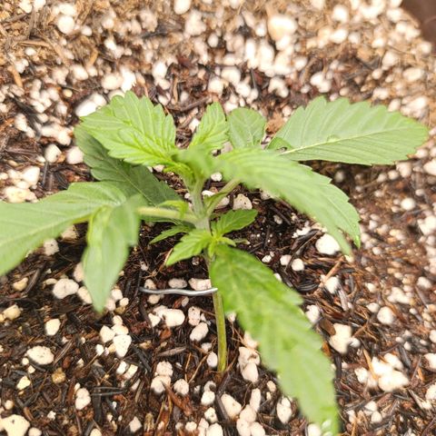 Ak-47 Auto growlog timeline photo