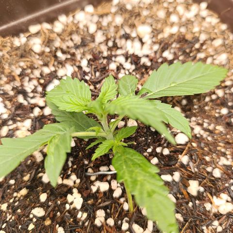 Ak-47 Auto growlog timeline photo