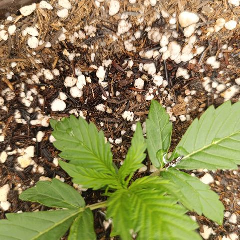 Ak-47 Auto growlog timeline photo