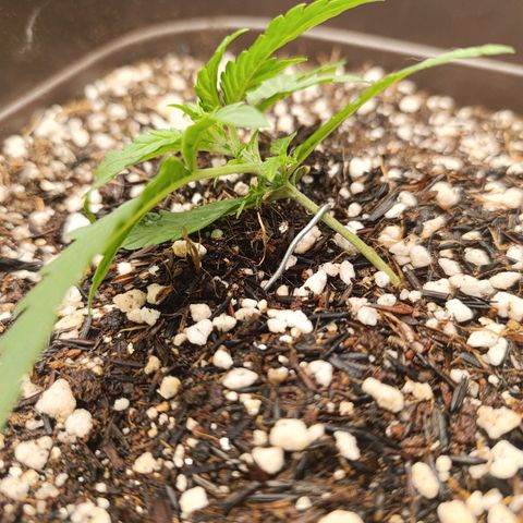 Ak-47 Auto growlog timeline photo