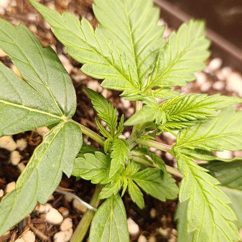 Ak-47 Auto growlog photo: Lst ajustando e feita primeira poda 